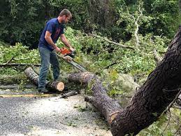 Leaf Removal in St James, MN
