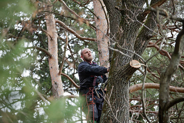How Our Tree Care Process Works  in  St James, MN